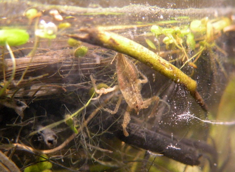 Nepa cinerea